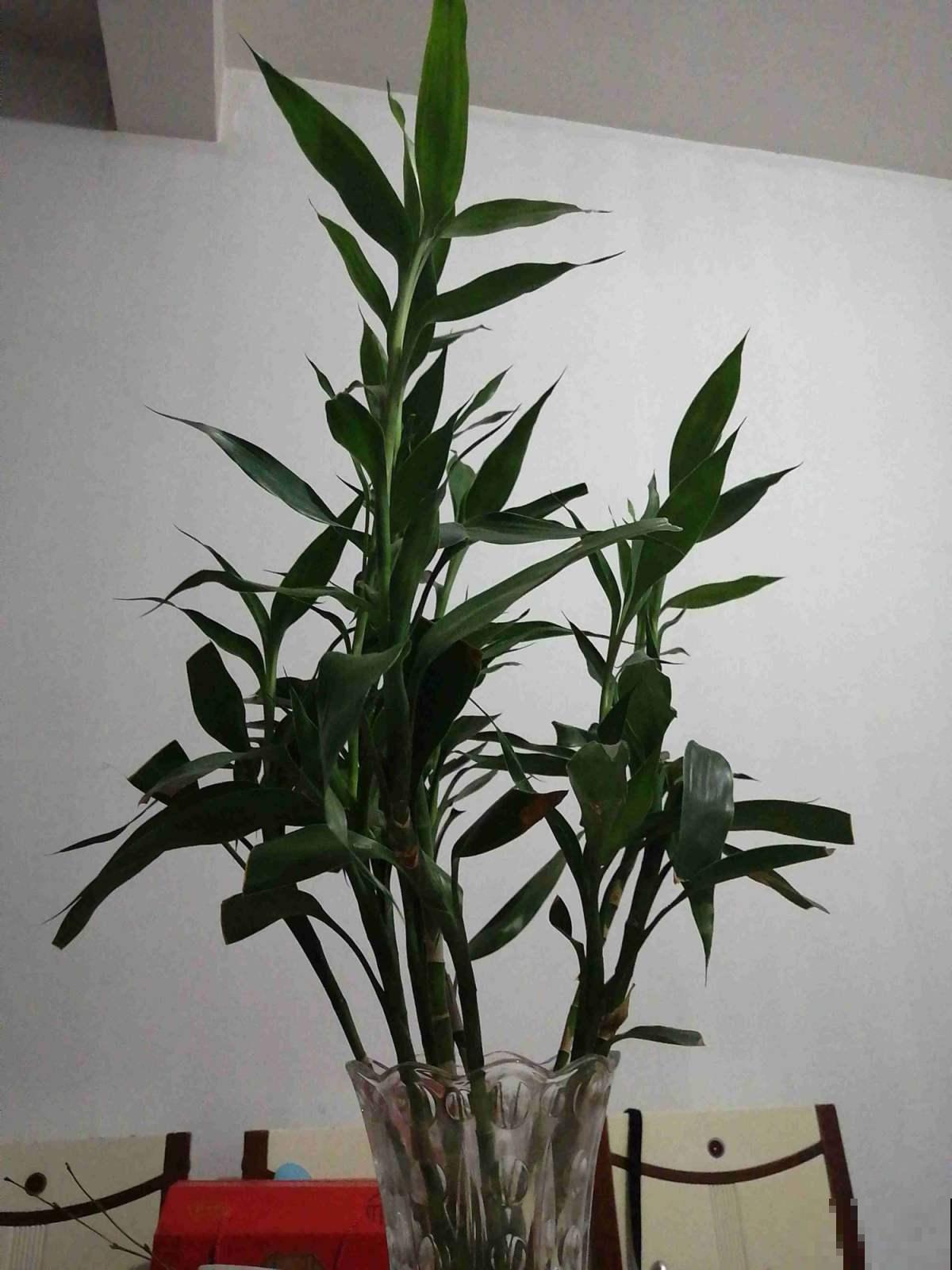 10种“财神花”养家里,吉祥寓意好兆头,越养越喜欢 10种“财神花”养家里,吉祥寓意好兆头,越养越喜欢