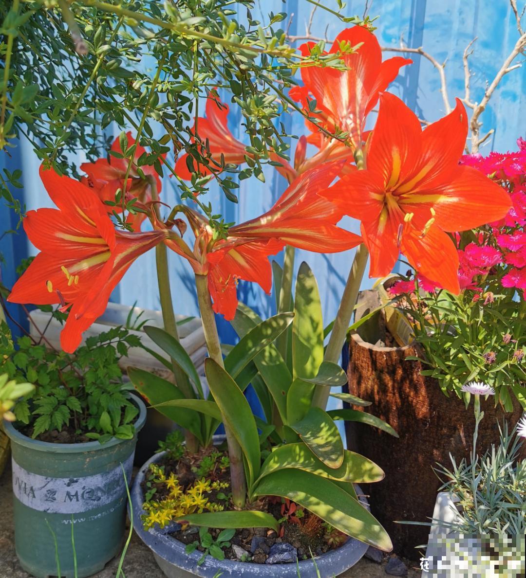 不良商贩真缺德，高价卖假货，不少人都上当