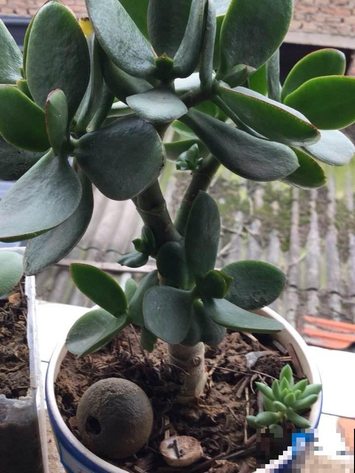 狠心砍玉树一刀，插上长寿花，开花变成“吉利树”，真喜庆