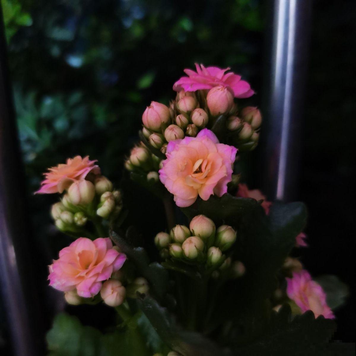 想要养好长寿花,需注意“3少1丢”,来年独苗轻松变老桩 想要养好长寿花,需注意“3少1丢”,来年独苗轻松变老桩