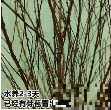 1种花叫“雪柳”，剪几根枝插水里，7天长叶，一个月开花，绝美
