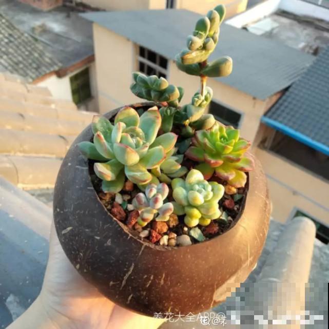 家里的“垃圾”留下，拿来养花效果好，颜值超高