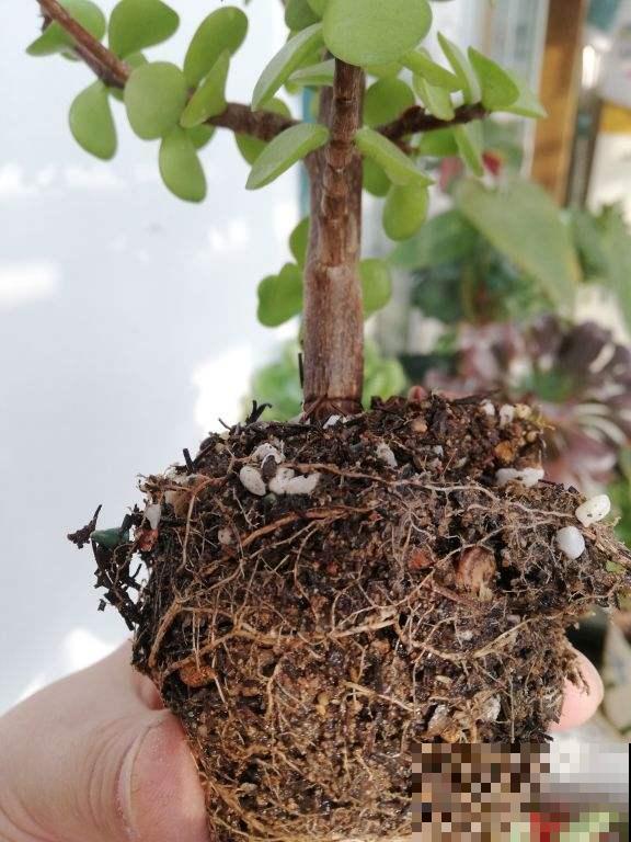 冬天养花，遇到这4种情况千万别换盆，不然花都死光了