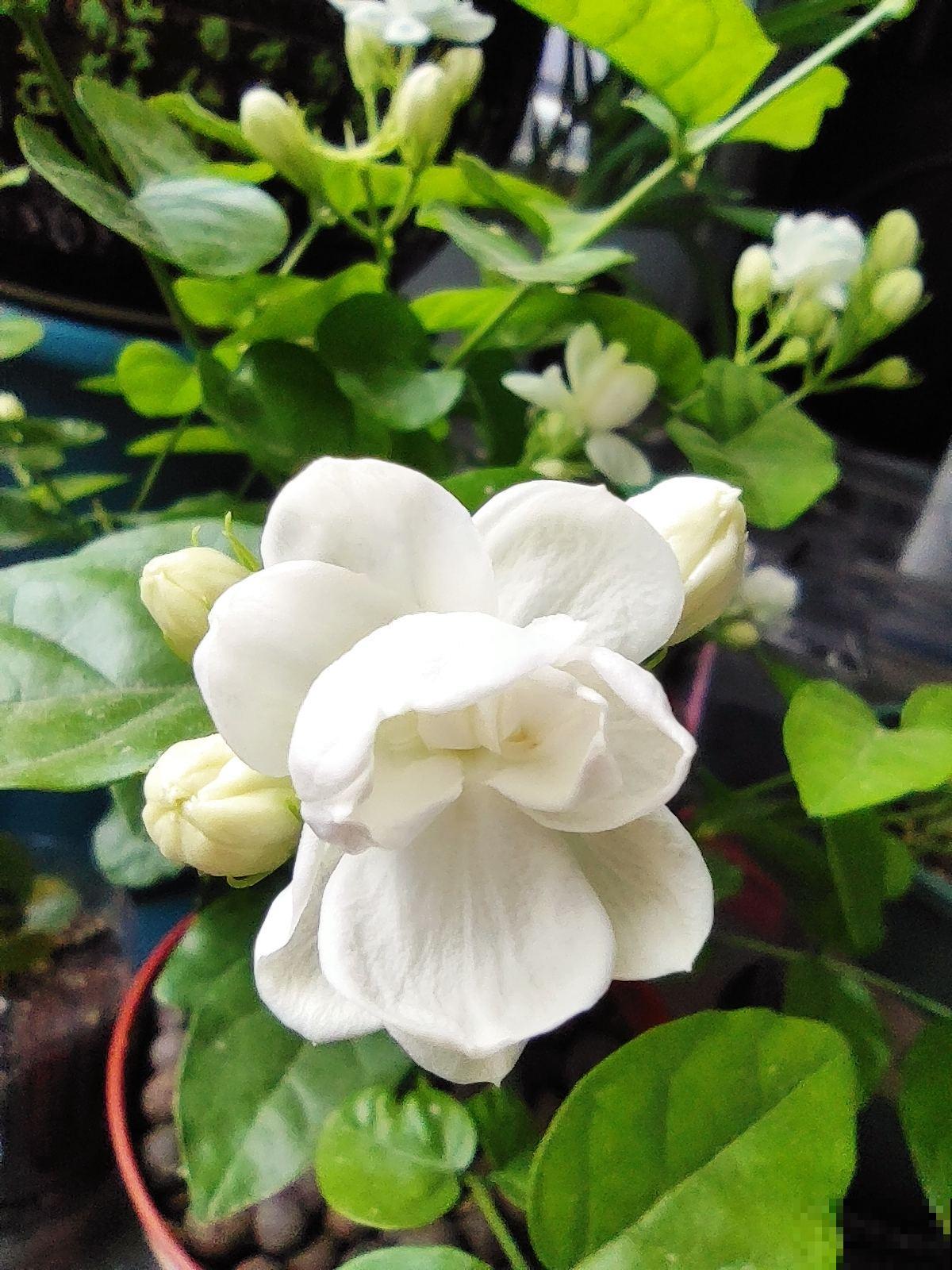 北方养花太难了！越冬难，浇水也麻烦，关键是养一盆死一盆