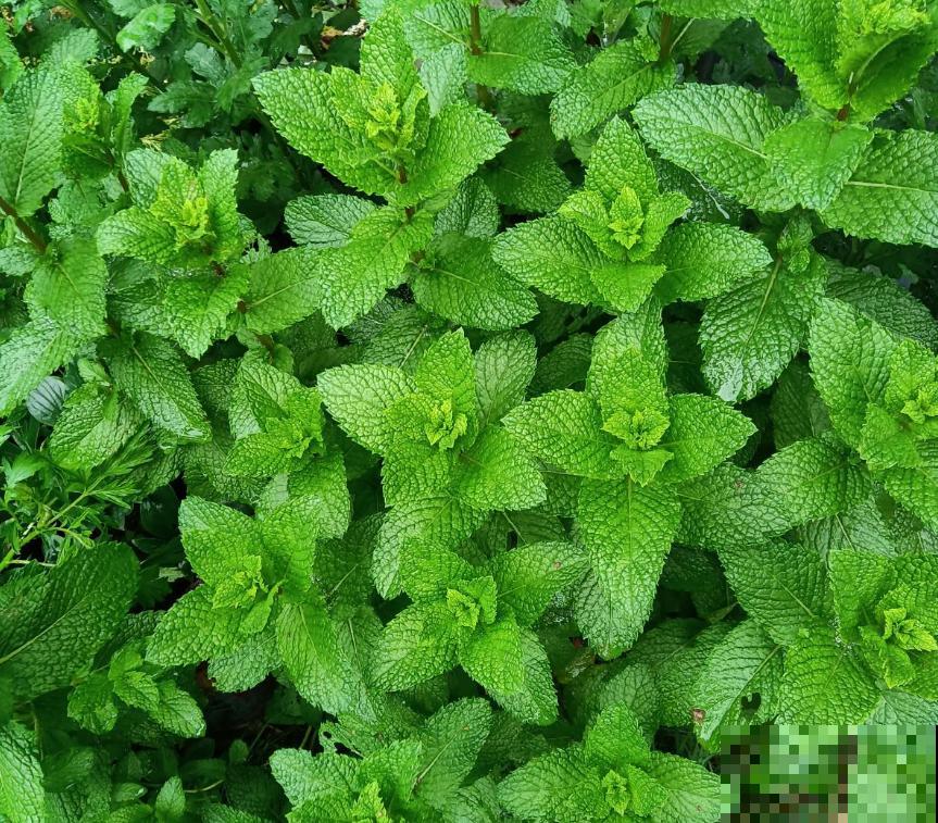 “养不死”的5种花，绿萝都排不上号，随便养养就爆盆