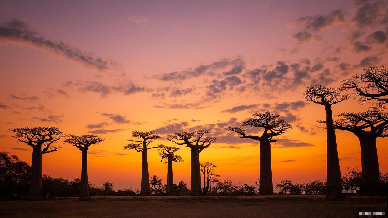 面包树的原产地在哪