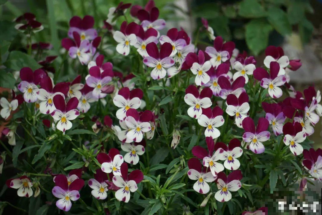 秋天在家养盆“香香花”，满屋子香味，还特耐寒