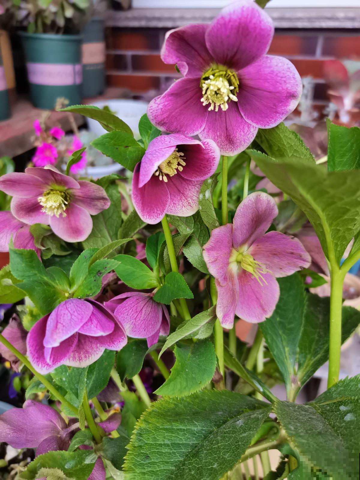 冬日里的耐寒“荷花”，能耐零下15摄氏度，雪地里照样开花不停