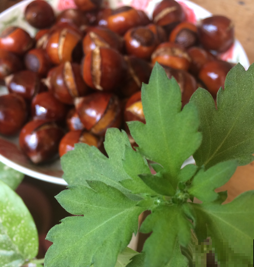 秋冬要多吃坚果,掌握5个妙招,坚果想吃就吃 秋冬要多吃坚果,掌握5个妙招,坚果想吃就吃