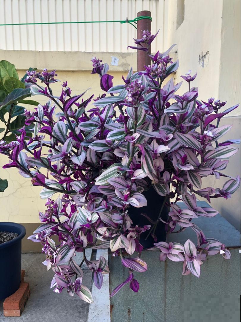 上档次的"观叶花",居家养护首选,没钱也得养一盆 上档次的"观叶花",居家养护首选,没钱也得养一盆