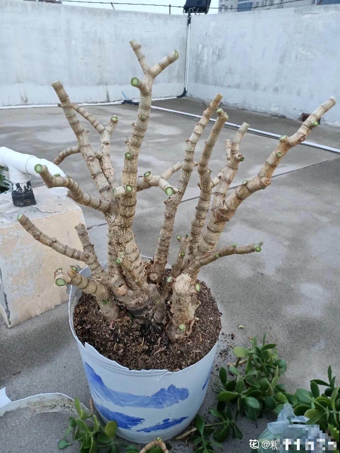 10种花得穷养，盆越小、水越少，越长得旺