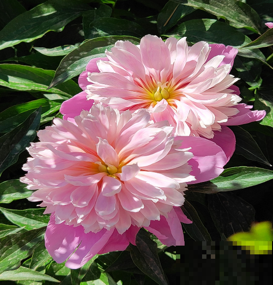 芍药和牡丹，傻傻分不清楚，6个方法教你快速区别