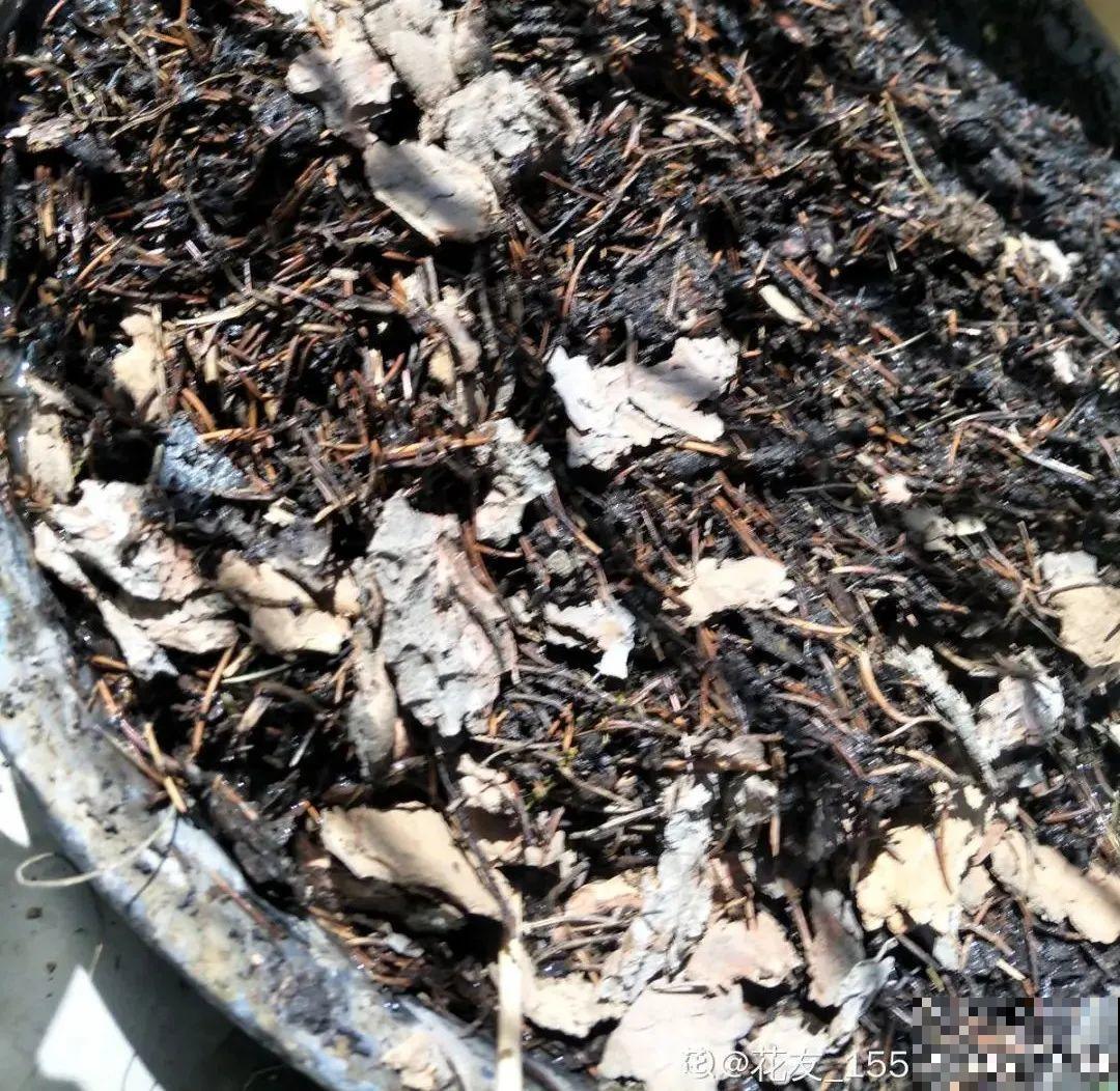 草花播种前，学会6个小妙招，全部都能活，齐刷刷冒新芽！