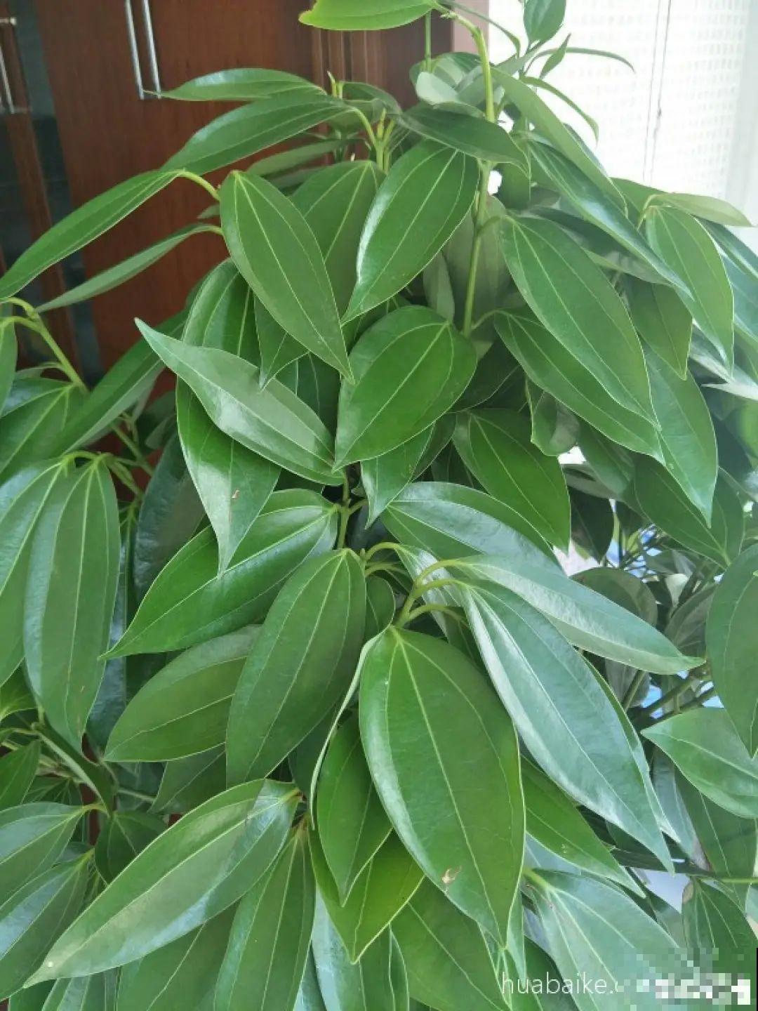 客厅养好树,子孙一直富,8种树养在家,镇宅有安全感 客厅养好树,子孙一直富,8种树养在家,镇宅有安全感