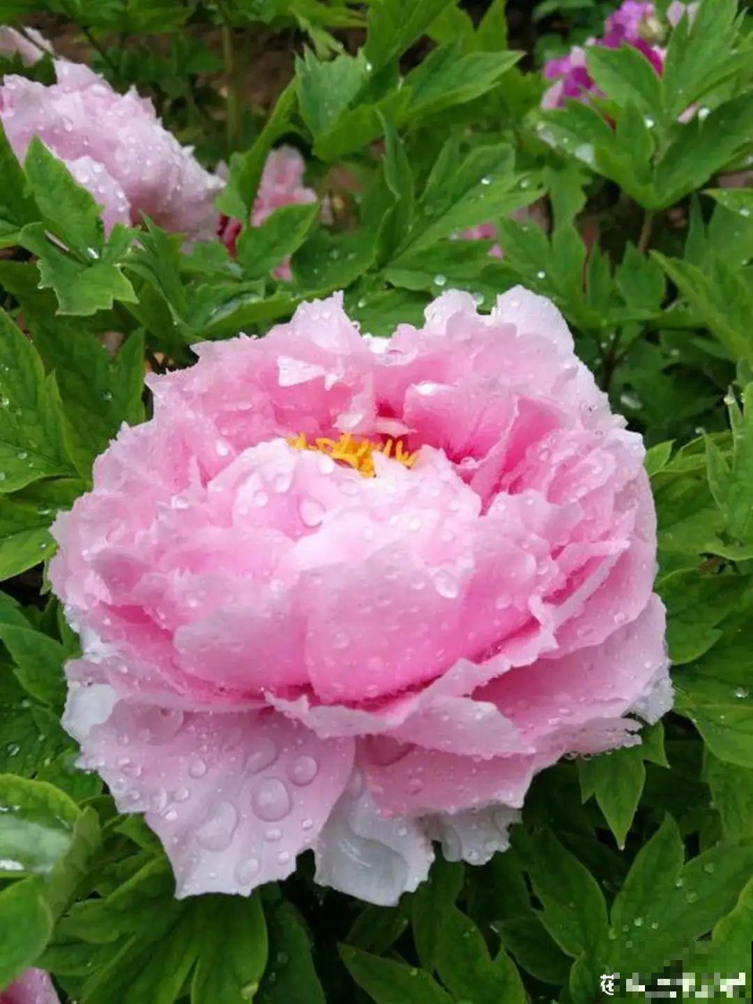 家里养8种“守家树”，红红火火特别旺运，镇宅好福气