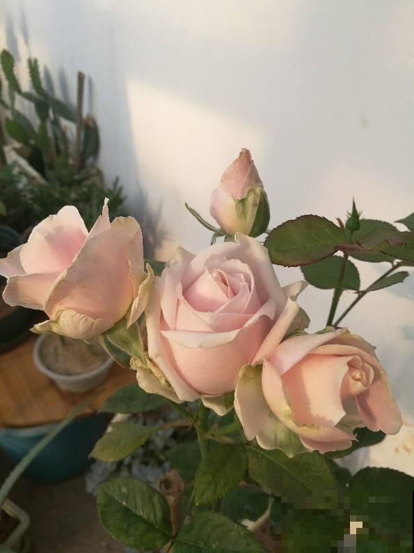 适合新手养的月季，花朵一个比一个大，花期还超长待机