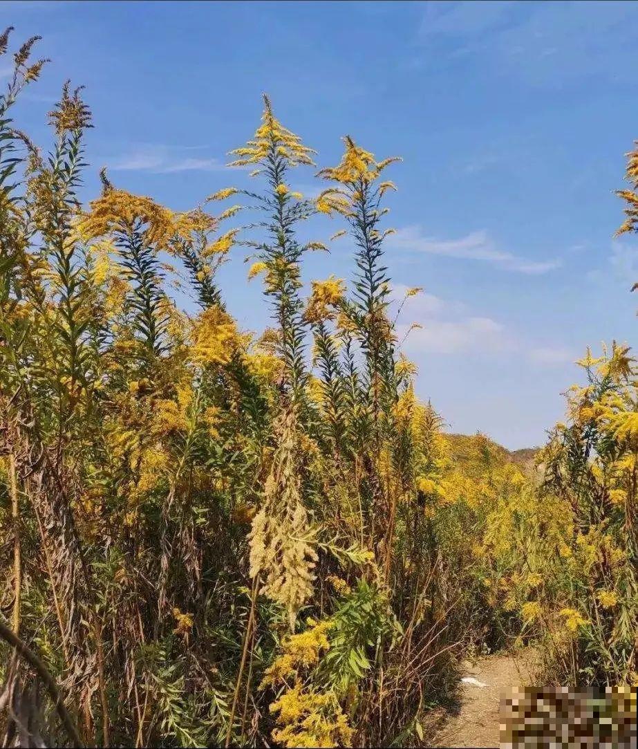 5种花长太快，容易泛滥成灾，千万别随便丢弃