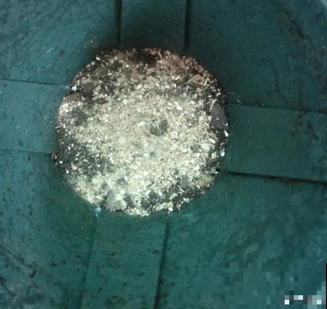 家里的“垃圾”留下，拿来养花效果好，颜值超高