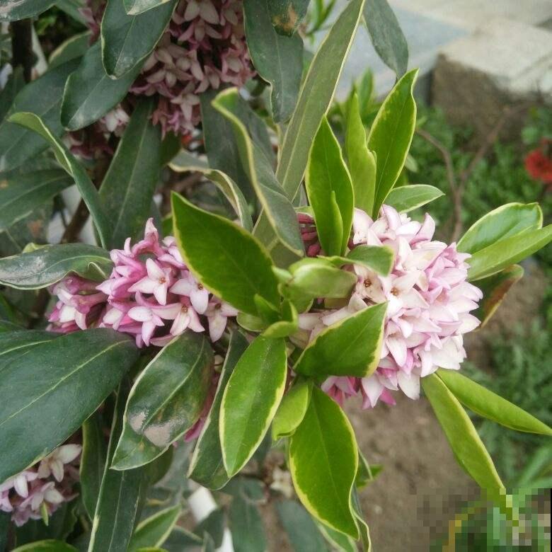 6种花是香水花，家里养1盆，满屋子香味