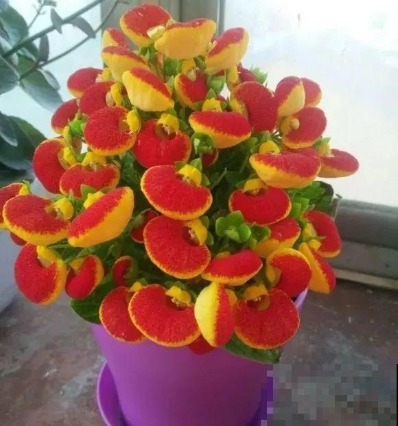 10种旺运花，一个月内要涨价，现在赶紧买