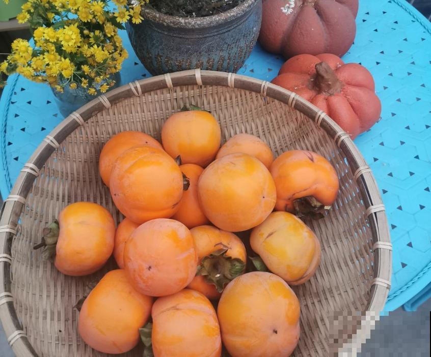 拥有一颗柿子树,满树挂满“小灯笼”,日子红火又吉祥 拥有一颗柿子树,满树挂满“小灯笼”,日子红火又吉祥