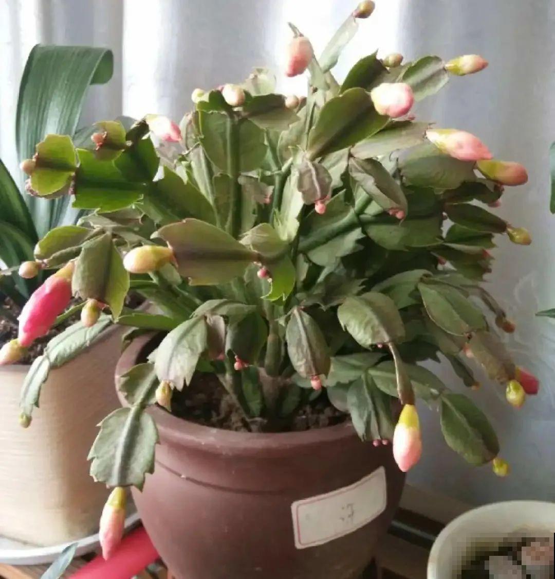 蟹爪兰软趴趴、掉花苞？它有“5怕”，避开后，叶片硬如铁！