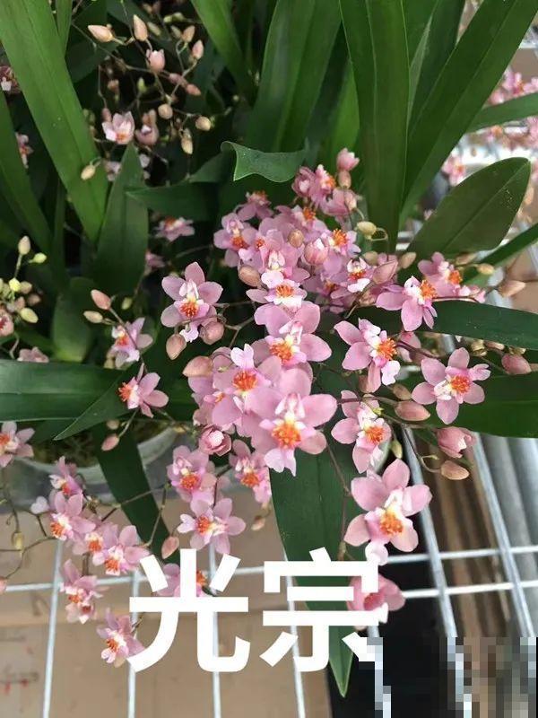 适合秋天养的文心兰,整个秋冬都开花,奶油香味十足 适合秋天养的文心兰,整个秋冬都开花,奶油香味十足