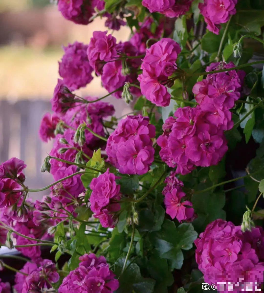 开花超美的“垂吊花”,花朵肥美硕大花期长,美成一面小花墙 开花超美的“垂吊花”,花朵肥美硕大花期长,美成一面小花墙