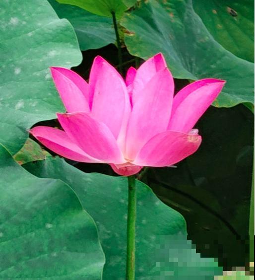 人老了，爱上了养中草药，7种花年纪越大越喜欢