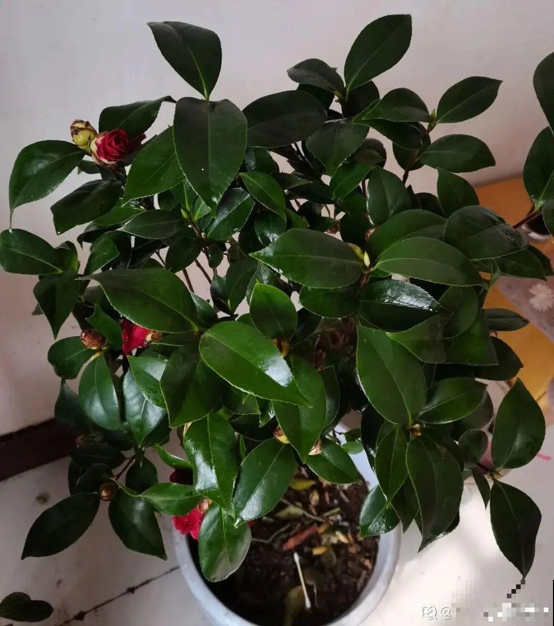 10种花，冬天别喷水，越喷越烂叶，变成光杆特丑