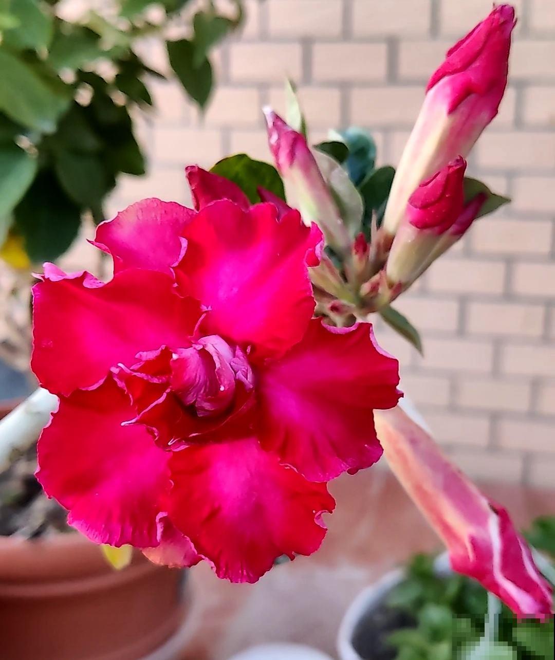 爱养花的女人,一般都有这5个优点,你中了几条? 爱养花的女人,一般都有这5个优点,你中了几条?