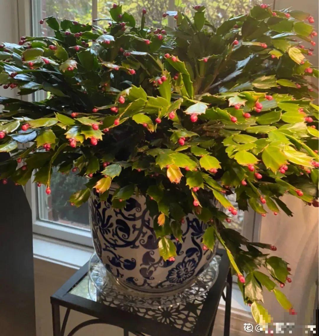 蟹爪兰软趴趴、掉花苞？它有“5怕”，避开后，叶片硬如铁！