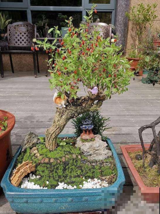 都羡慕南方花卉多,真正养起来才知道多痛苦 都羡慕南方花卉多,真正养起来才知道多痛苦