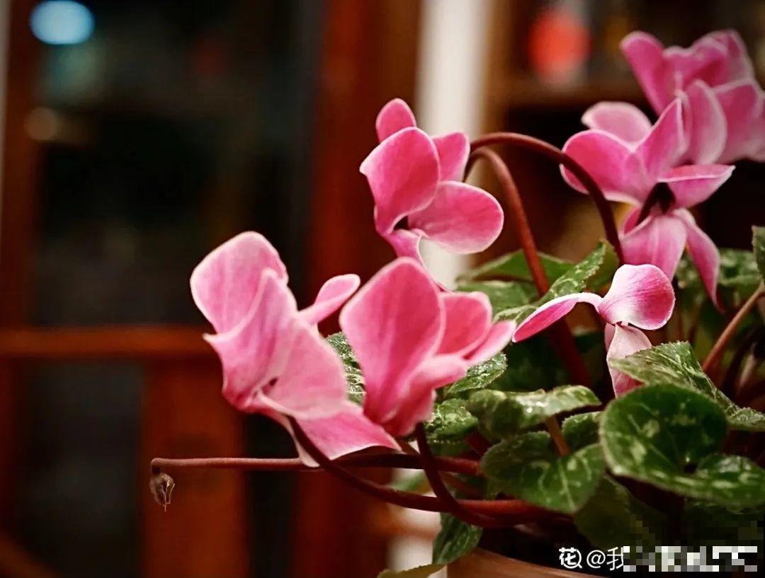 养花“急救”方法，1步搞定，别越拖越严重！