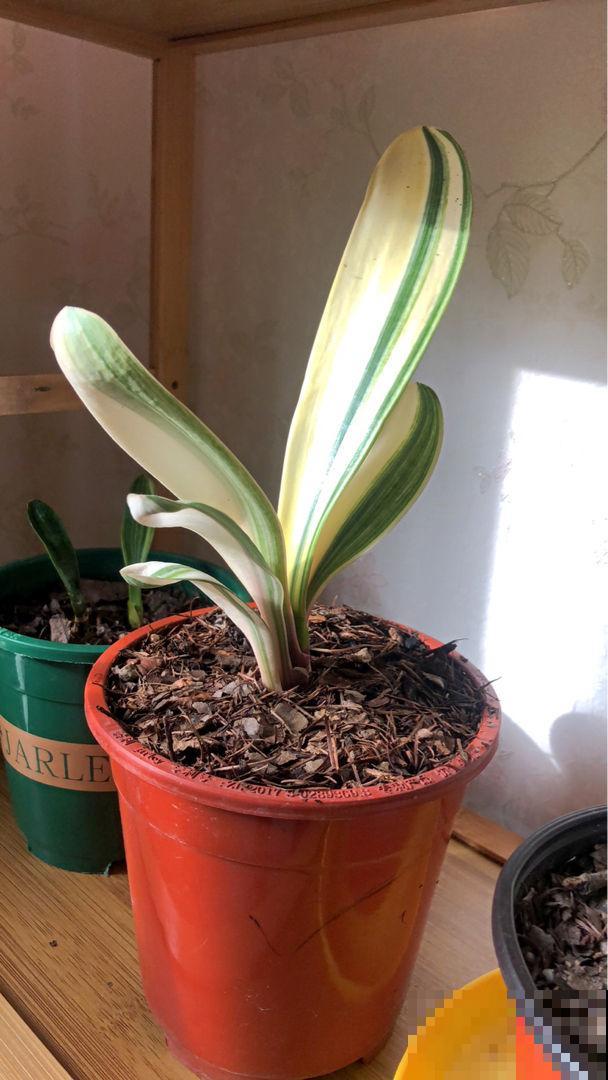 8种花有吉利好兆头,穷养才能长得旺,养在家里很合适 8种花有吉利好兆头,穷养才能长得旺,养在家里很合适