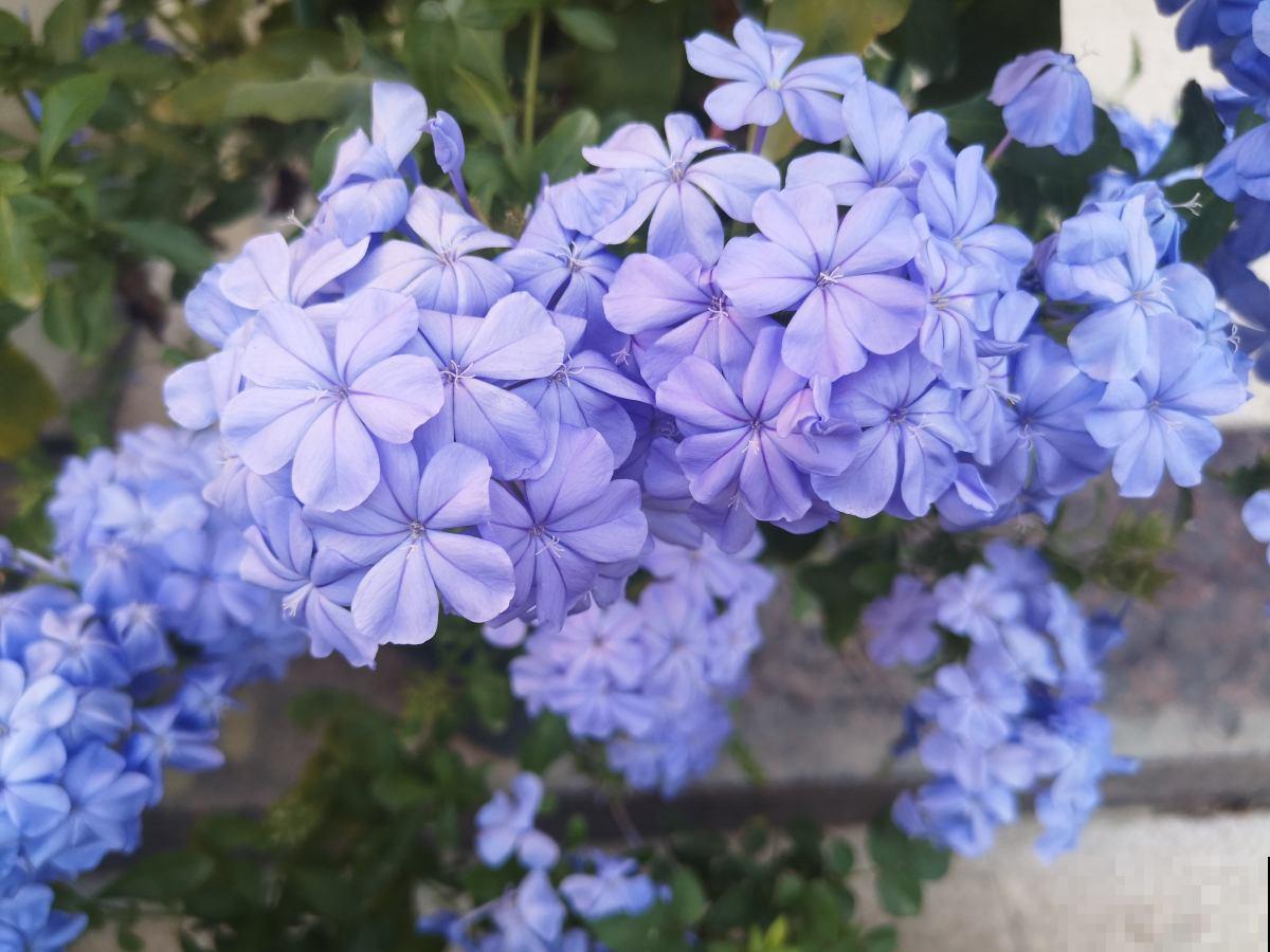 常见的“便宜花”，几块钱买回家，还能养成“棒棒糖”