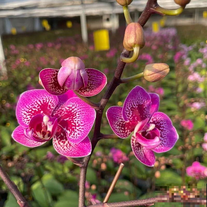 12月啦,快买“喜庆花”,能开3个月,下个月就涨价,别被 12月啦,快买“喜庆花”,能开3个月,下个月就涨价,别被