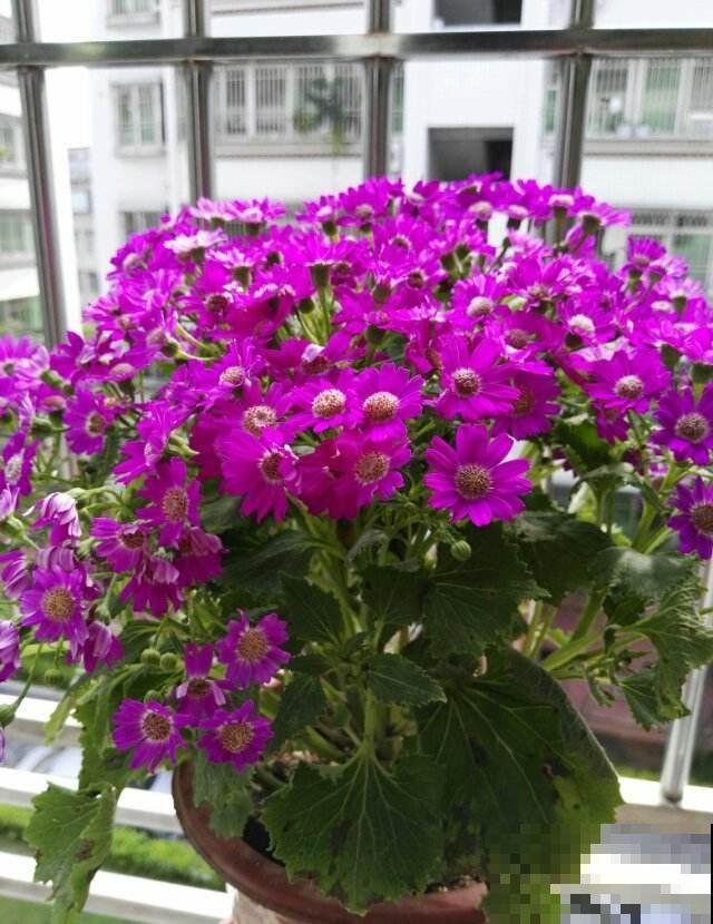 冬天便宜又好看的花,两块钱一盆,养死了也不心疼 冬天便宜又好看的花,两块钱一盆,养死了也不心疼