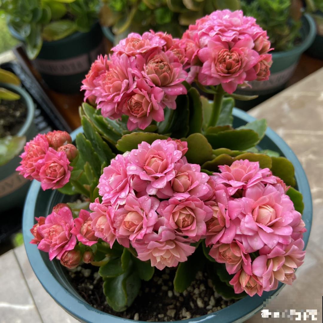 冬天常见的“吉利花”，耐旱皮实花量大，大半年都在开花