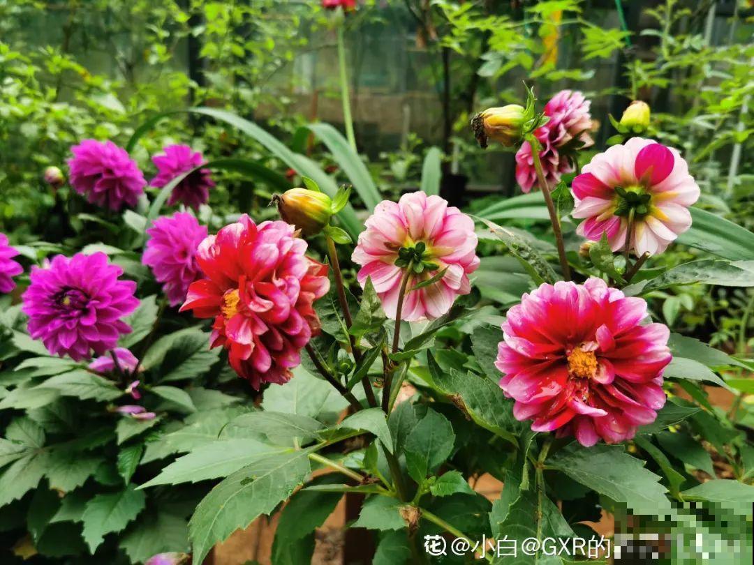 自制养花杀虫水，现在给花喷一喷，3天见效