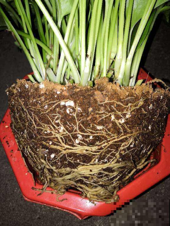 养花别花冤枉钱！配土很关键，4个方法省力又省钱