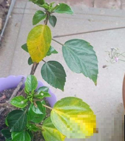 养花离不开施肥，5种常见肥，用对了效果翻倍