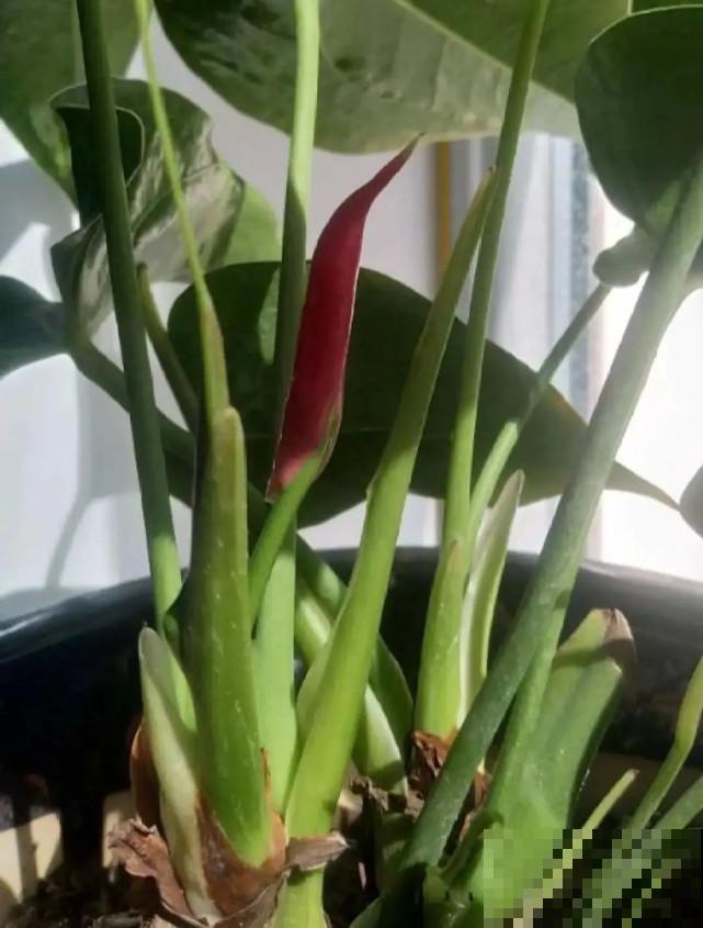 秋天给花补点“猛肥”,嫩芽一茬接一茬,花苞呼呼冒 秋天给花补点“猛肥”,嫩芽一茬接一茬,花苞呼呼冒