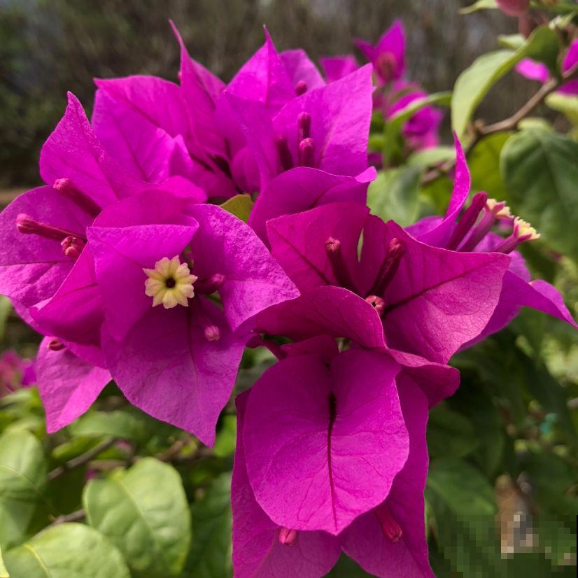 养花以后，爸爸“性情大变”，细心也有耐心了