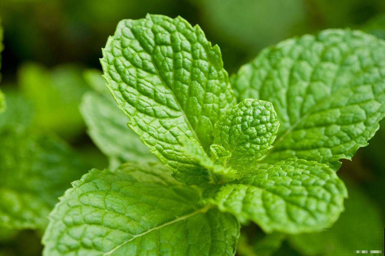 薄荷怎么养护