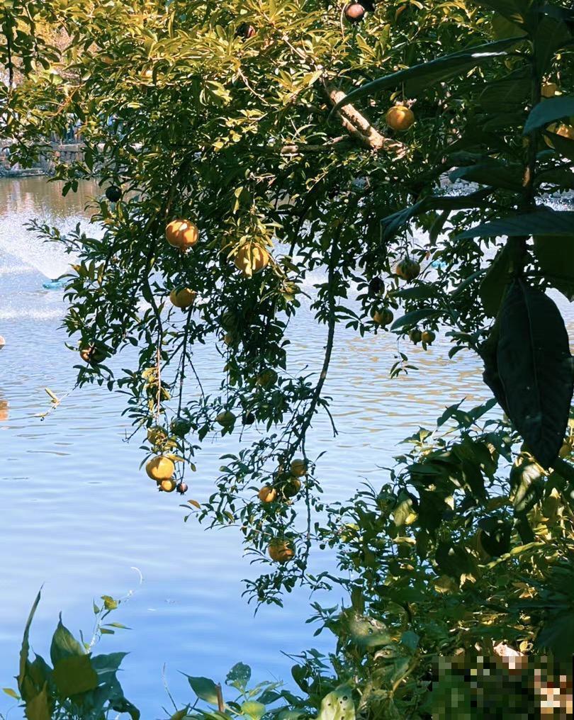 门前种三树,家旺富三世,3种“旺宅”树,养起来有“好兆头” 门前种三树,家旺富三世,3种“旺宅”树,养起来有“好兆头”