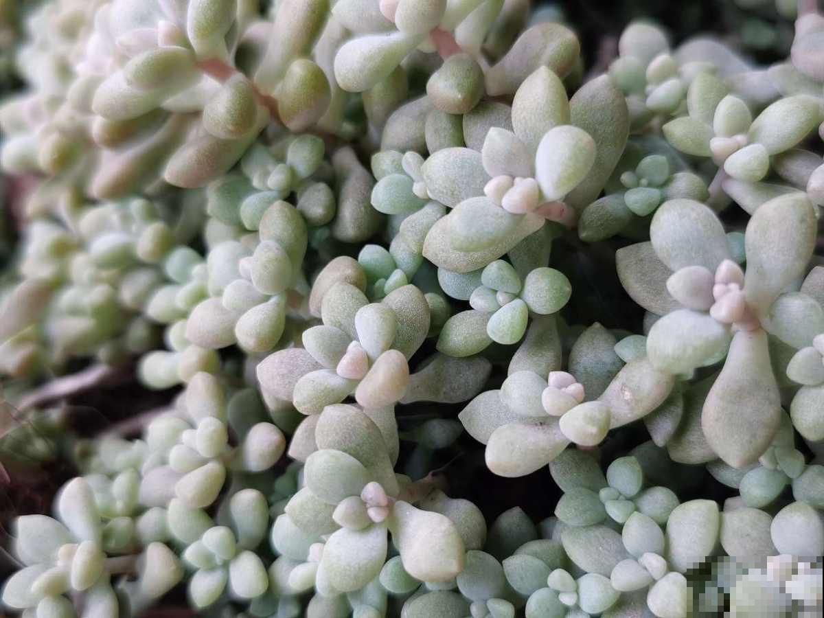 去她家里才知道，什么是多肉大户，有2盆原来这么爱爆盆