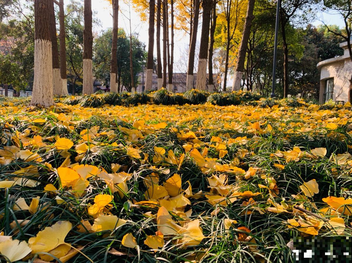 “金”秋九月，这8种植物叶子开始变黄，你知道为啥吗