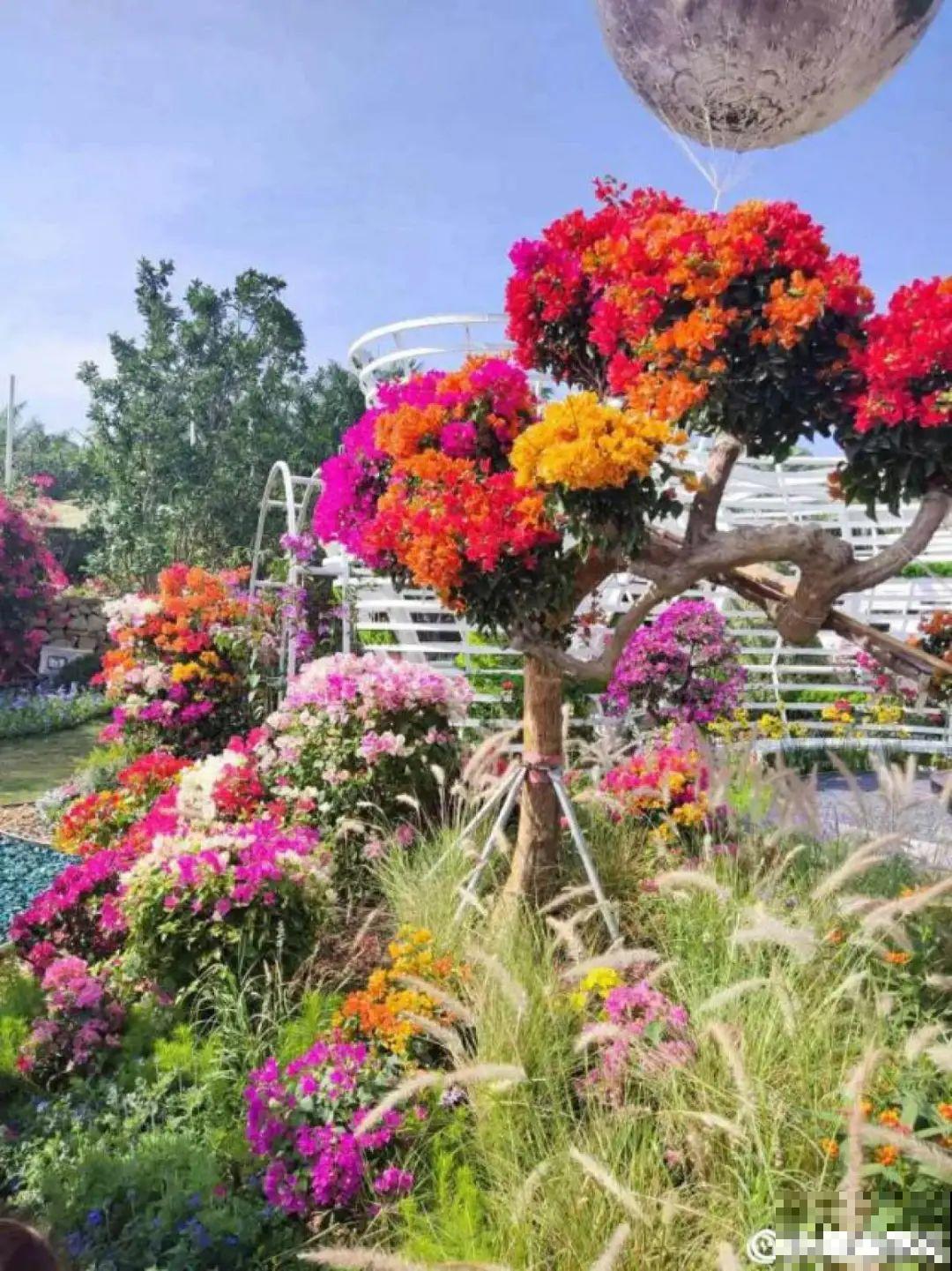 一盆菊花一万二，能开出七个颜色，真是少见