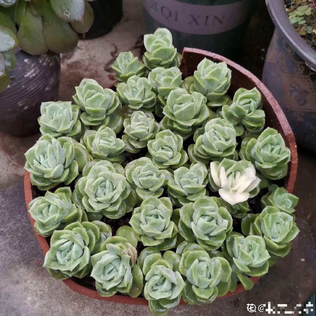 最难养的9种多肉,生病了难“医治”,新手轻易别碰 最难养的9种多肉,生病了难“医治”,新手轻易别碰